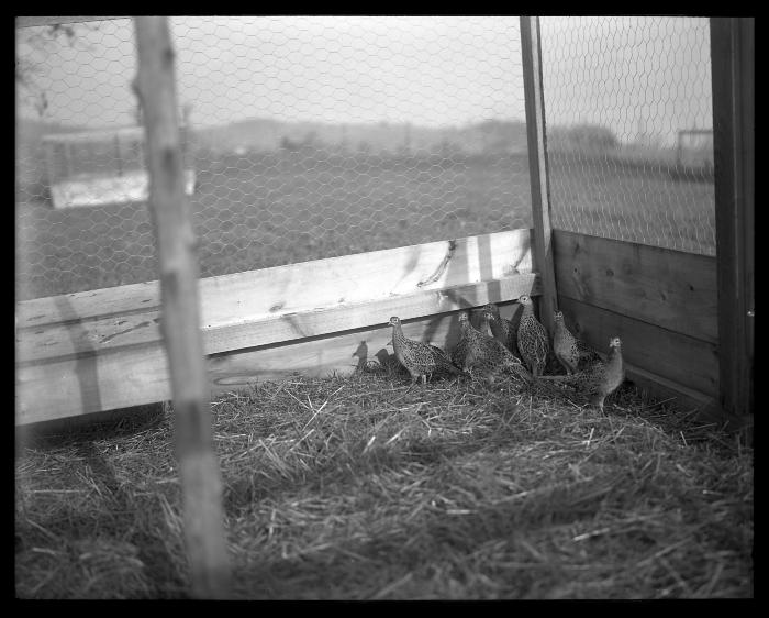 Rogers Game Farm, Chenango County 