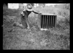 Pheasants, 4-H Club, William S. Barnes, RFD #4, Troy.  28 Chicks, 2 Weeks Old