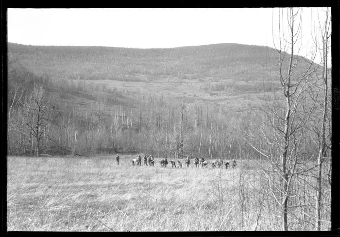 Unemployed Planting Trees on State Reforestation Area No. 2, Manorkill, N.Y.