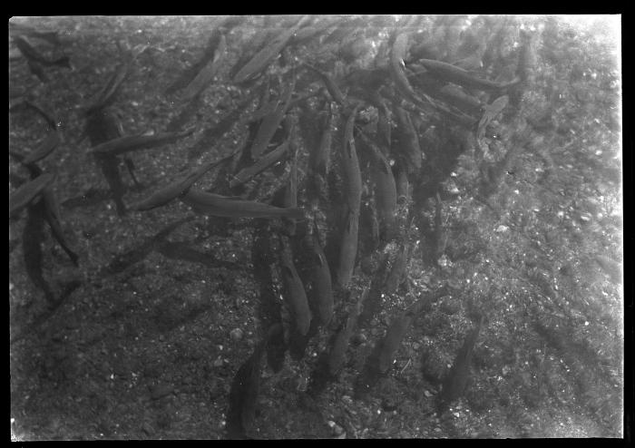 Caledonia Hatchery Trout