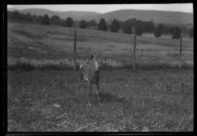 Deer, State Game Farm, Sherburne