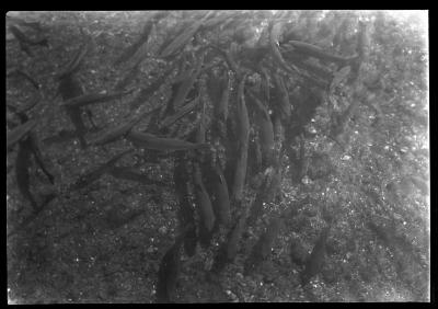 Caledonia Hatchery Trout