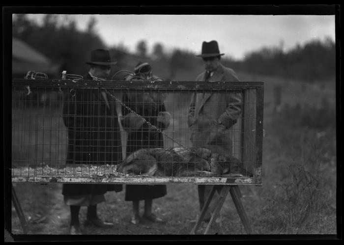 Dog-Coyote Trapped in Adirondacks