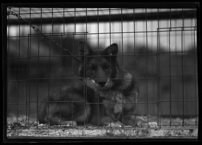 Dog-Coyote Trapped in Adirondacks