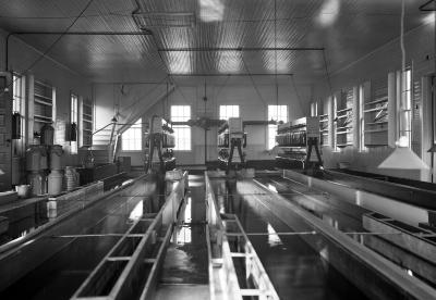 Oneida Hatchery, Interior, Constantia, N.Y.