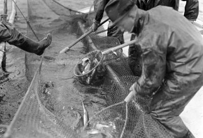 Stripping Fish, Chautauqua Lake