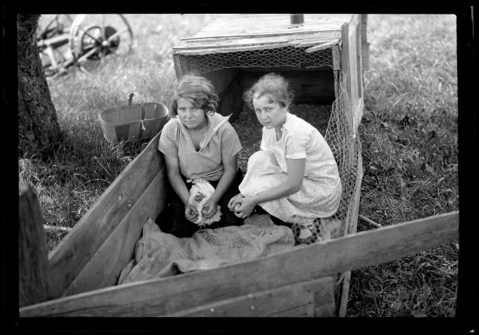 Pheasants, 4-H Club, Katherine Weatherwax, Ren. Co. with Pheasant Chicks Being Reared for Liberation