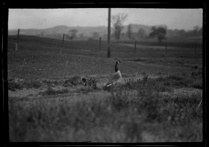 Ducks on Schmidt Reservation, Buffalo