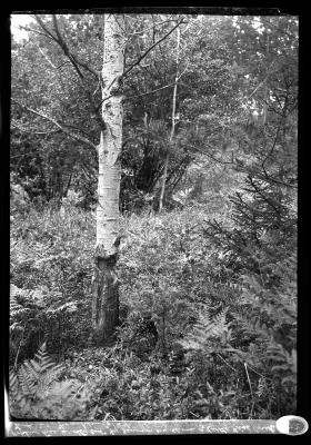 Poplar Tree Partly Cut By Beaver, On Shore of Little Fish Creek, Twp. 20