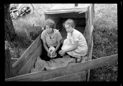 Pheasants, 4-H Club, Katherine Weatherwax, Ren. Co. with Pheasant Chicks Being Reared for Liberation