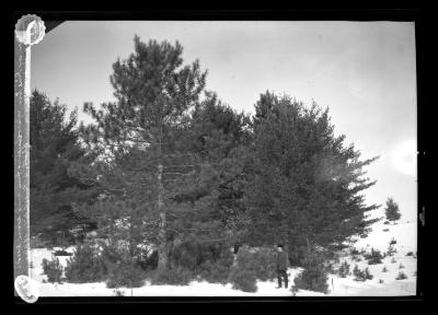 Norway Pine Tree Reproducing from Wind Sown Seed.  Bet. Northville and Wells