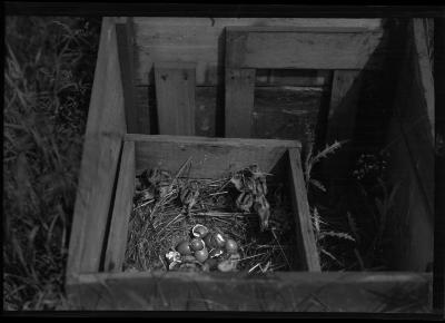 Pheasant Chicks and Foster Mother, Rogers State Game Farm