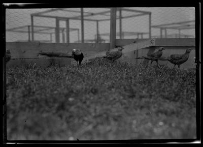 Golden Pheasants, Rogers State Game Farm