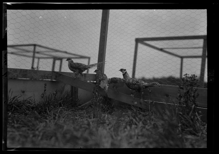 Reeves Pheasants, Rogers State Game Farm