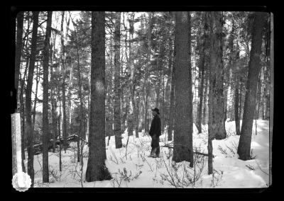 A Primeval Hemlock Woods Near Lake Pleasant Village in the Adirondacks, on the Shore of Lake Sacandaga