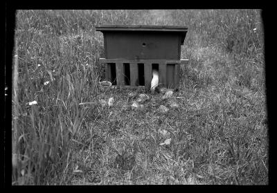 Pheasant Chicks and Foster Mother, Rogers State Game Farm