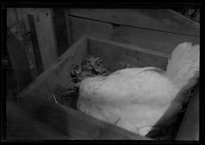 Pheasant Chicks and Foster Mother, Rogers State Game Farm