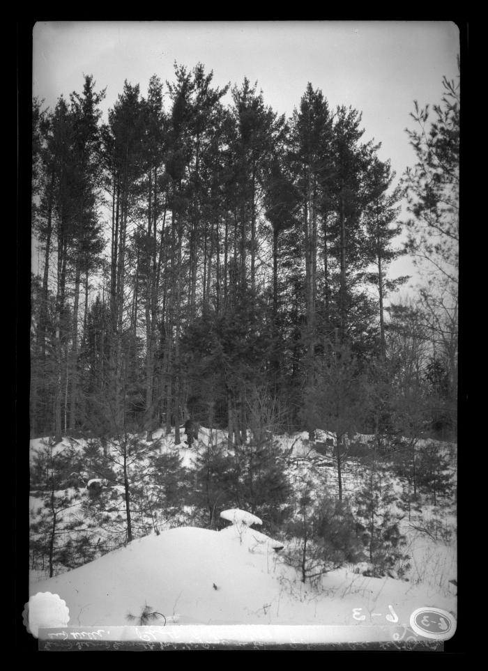 Good Second Growth White Pine on Farm of James Cole Bet. Northville and Wells