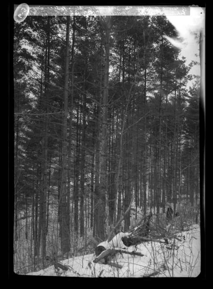 A Grove of White Pine (2nd Growth) on Shore of Sacandaga between Northville and Wells