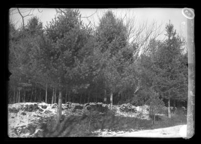 A Grove of White Pine From Wind Sown Seed on the Farm of B.N. Lobdell, Northville