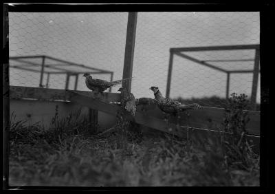 Reeves Pheasants, Rogers State Game Farm