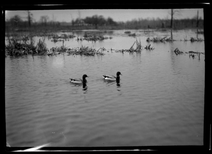 Ducks on Schmidt Reservation, Buffalo