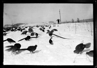 Ringnecked Pheasants, Rogers State Game Farm