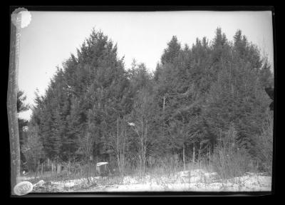 A Grove of Hemlock from Wind Sown Seed on the Farm of B.N. Lobdell, Northville, N.Y.