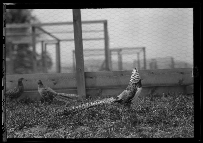 Amherst Pheasants, Rogers State Game Farm