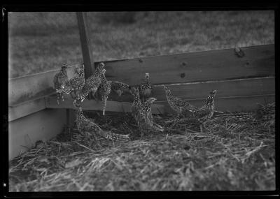 Reeves Pheasants, Rogers State Game Farm