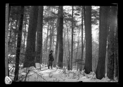 A Primeval Hemlock Woods Near Lake Pleasant Village in the Adirondacks, on the Shore of Lake Sacandaga