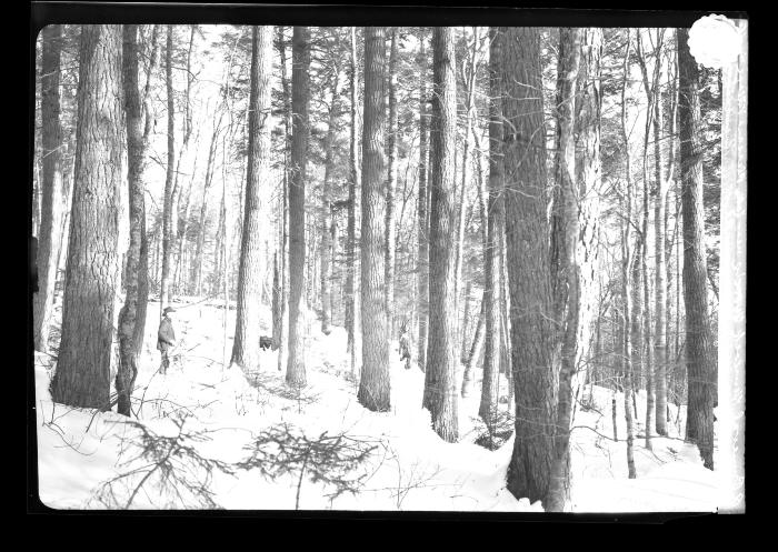 A Primeval Hemlock Woods Near Lake Pleasant Village in the Adirondacks, on the Shore of Lake Sacandaga