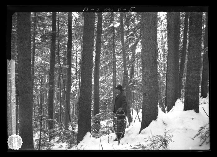 First growth spruce on lot 252 Oxbow Tract, town of Arietta