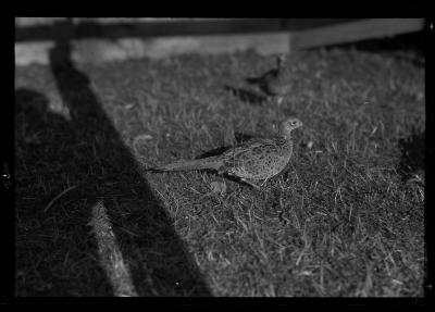 Ringnecked Pheasants, Rogers State Game Farm