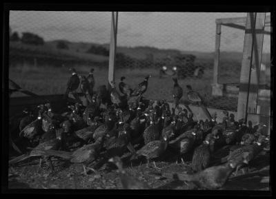 Ringnecked Pheasants, Rogers State Game Farm