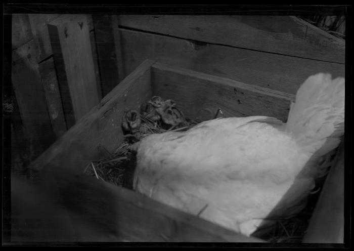 Pheasant Chicks and Foster Mother, Rogers State Game Farm