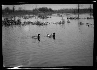 Ducks on Schmidt Reservation, Buffalo