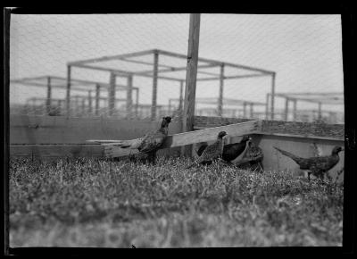 Melanistic Mutants (Pheasants) Cock-Bird and Hens at Roger State Game Farm