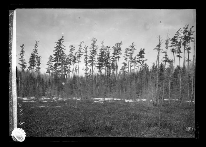 First Growth White Pine Near Paul Smith's, Franklin Co.