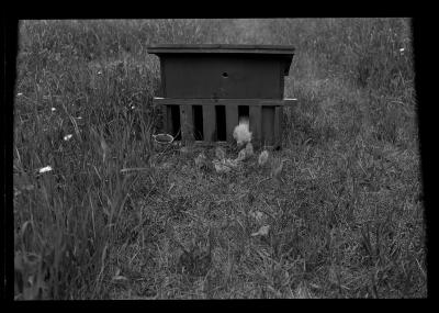 Pheasant Chicks and Foster Mother, Rogers State Game Farm