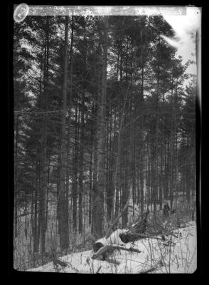 A Grove of White Pine (2nd Growth) on Shore of Sacandaga between Northville and Wells