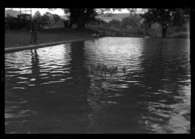 Mallard Ducks, Rogers State Game Farm