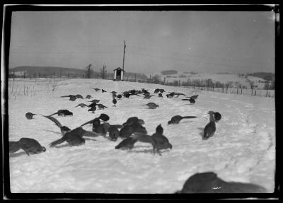 Ringnecked Pheasants, Rogers State Game Farm