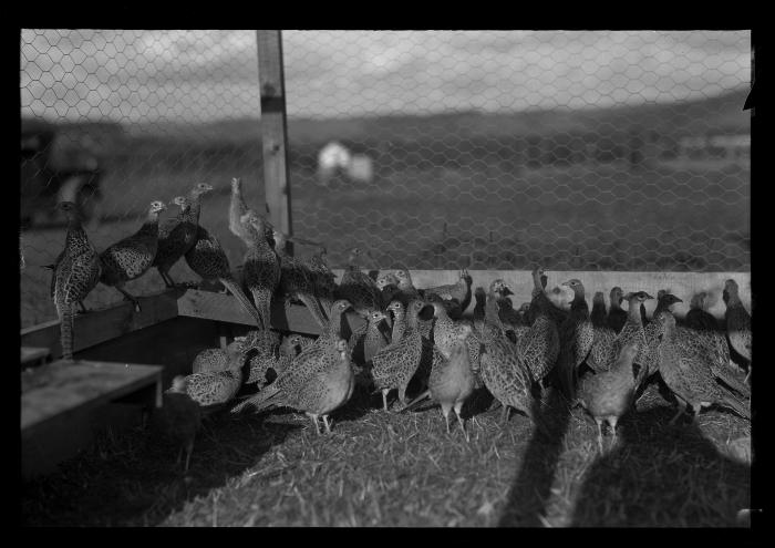 Ringnecked Pheasants, Rogers State Game Farm