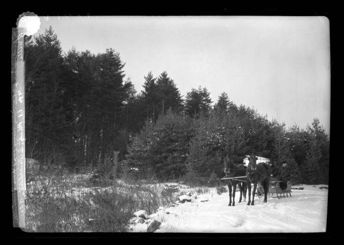 Reproduction of White Pine along Road from Northville to Wells, Second Growth Poplar at Jc. of (missing) with Aiden Lair Road, Col. Fox