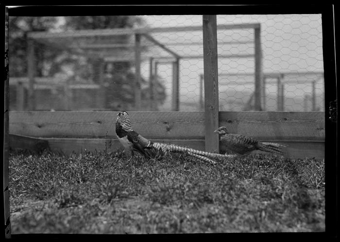 Amherst Pheasants, Rogers State Game Farm