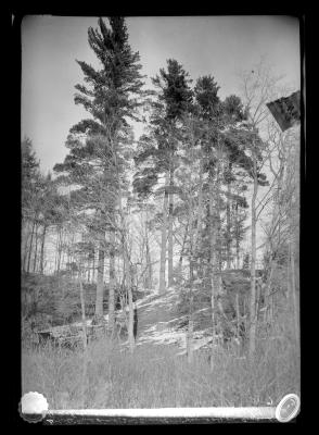 White Pine Trees (2nd Growth) 75 Years Old on Property of B.N. Lobdell, Northville