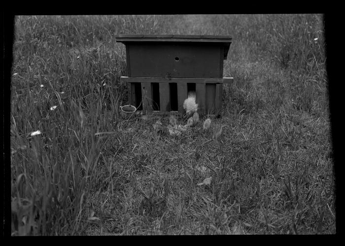 Pheasant Chicks and Foster Mother, Rogers State Game Farm