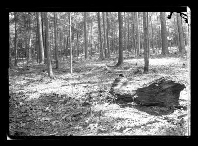 Forest Floor in Germany, 1904