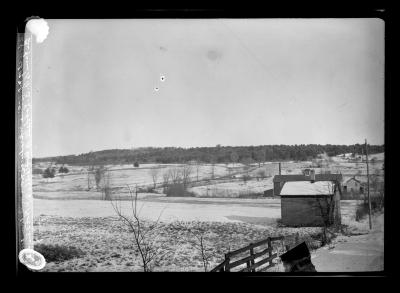 A Forest of White Pine Reproduced from Wind Sown Seed on Farm of B.N. Lobdell of Northville, N.Y.